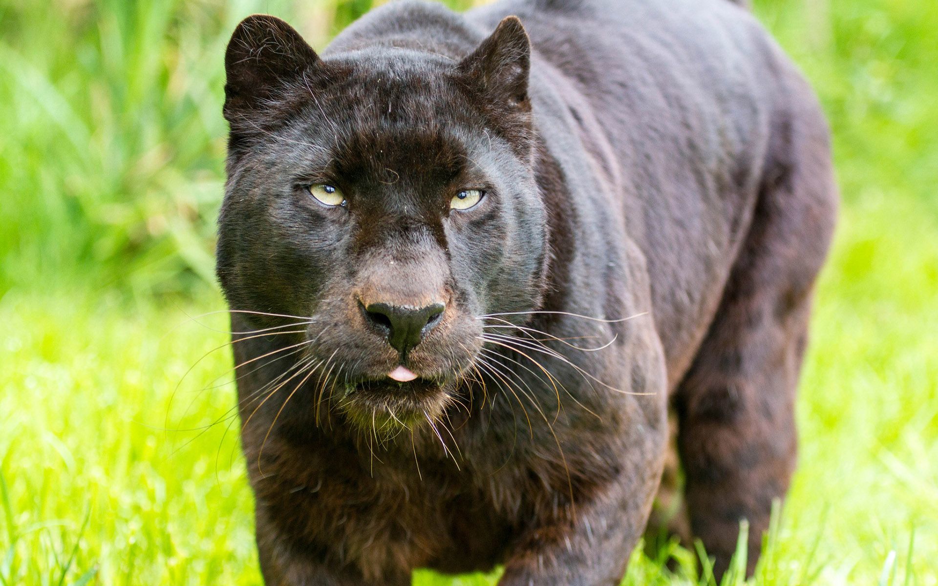 Panther Hd - HD Wallpaper 