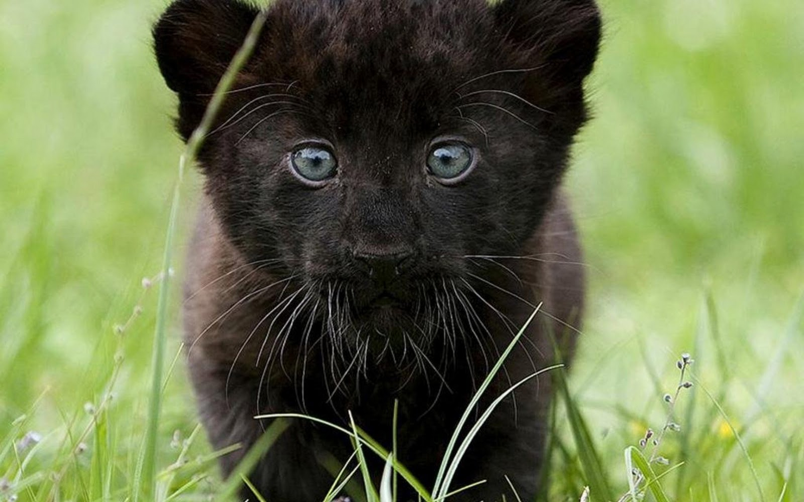 Black Panther Animal Hd Wallpaper - Black Panther The Animals - 1600x1000 Wallpaper Black Panther Animal Hd Wallpaper - Black Panther The Animals - 1600x1000 Wallpaper