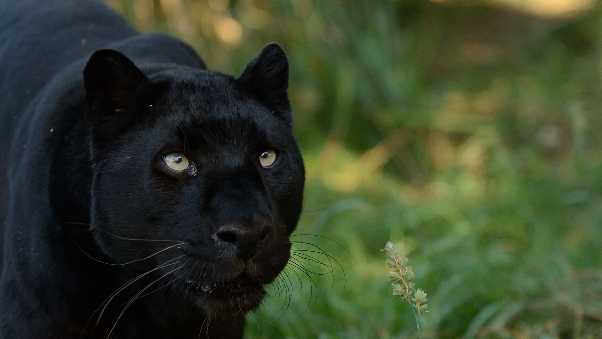 Black Panthers Animal Posters - HD Wallpaper 