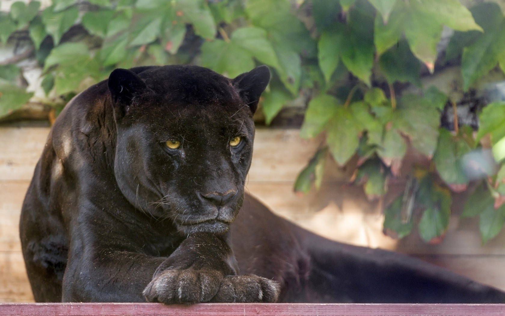 Black Panther Big Cat Desktop - HD Wallpaper 