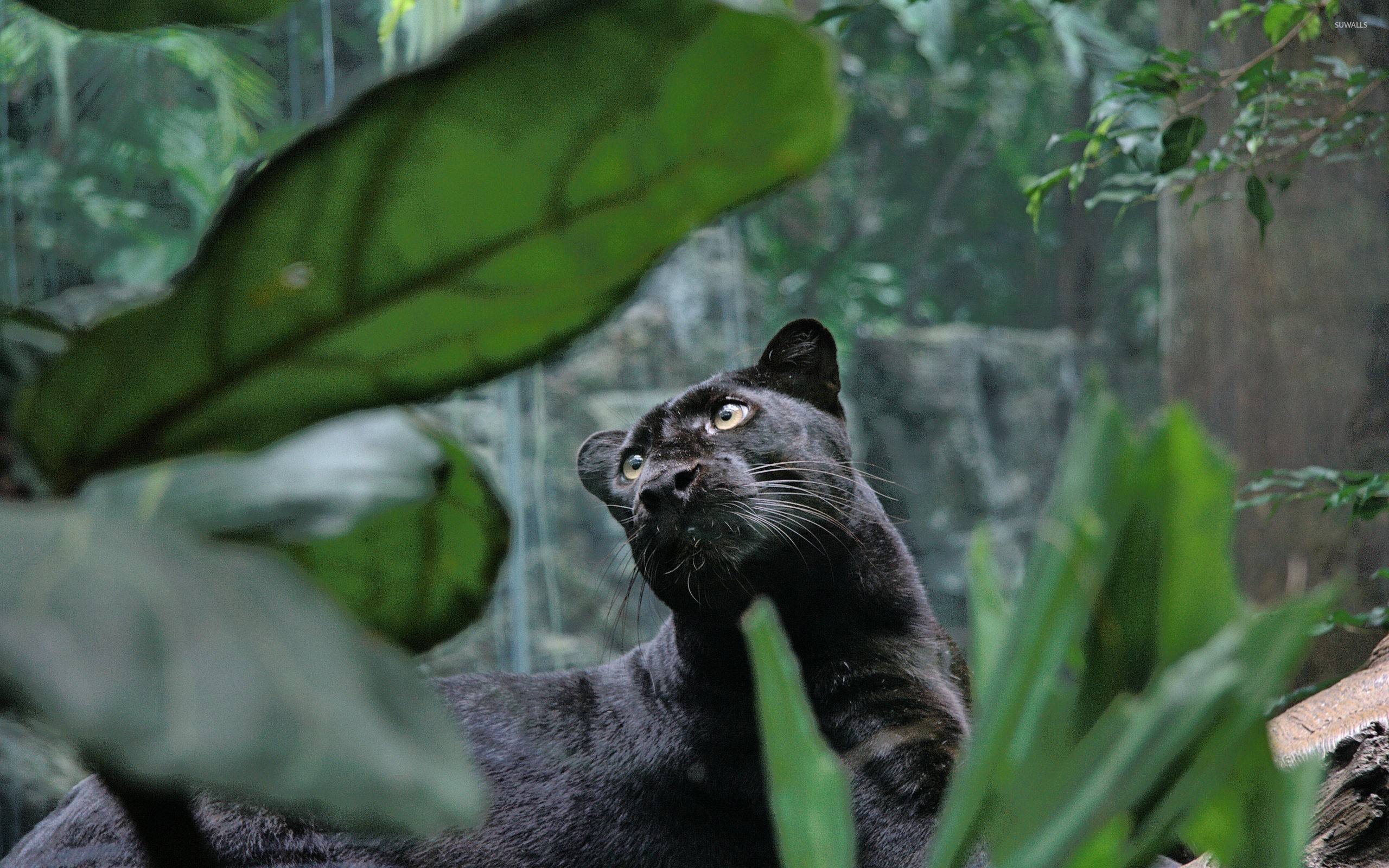 Black Panther Animal - HD Wallpaper 
