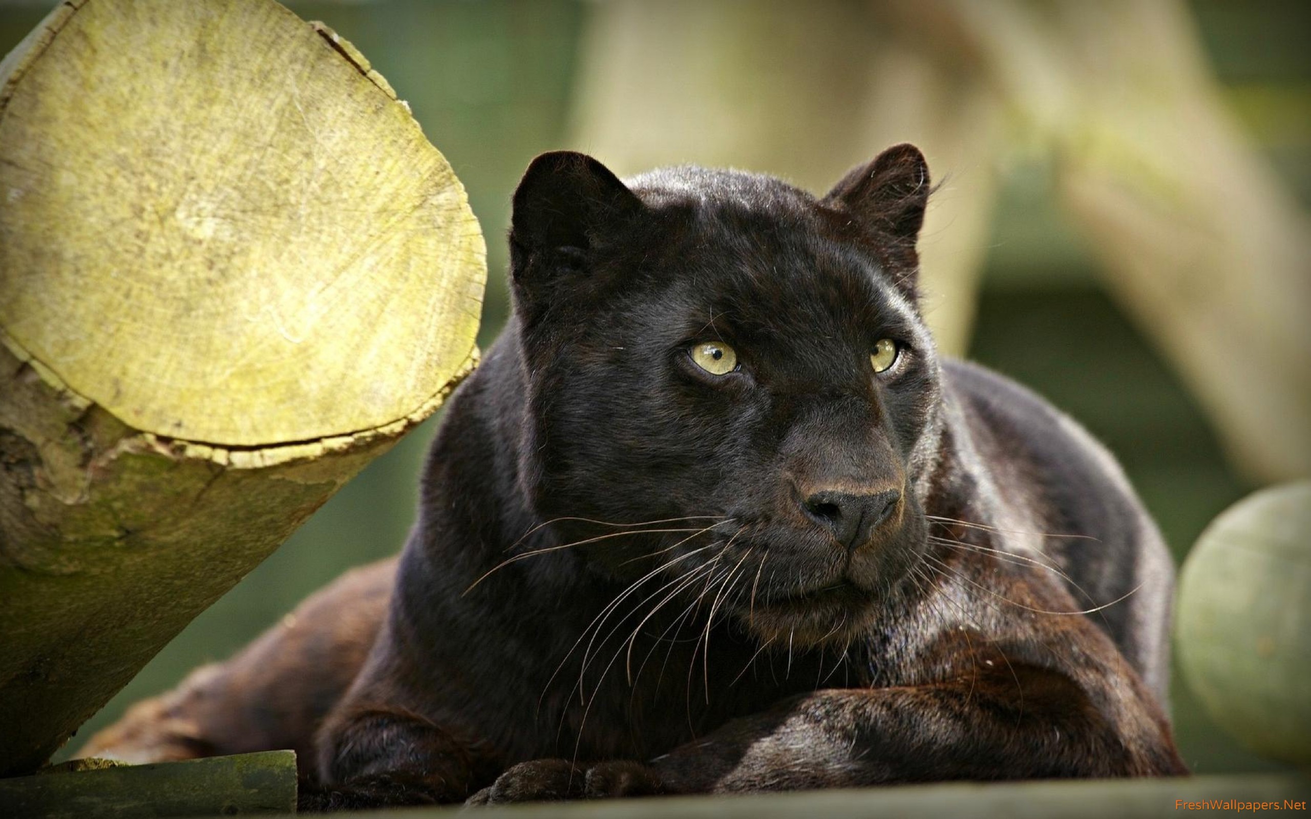 Panther Resting - HD Wallpaper 