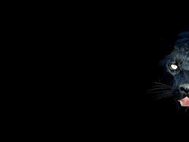 Black Panther - HD Wallpaper 