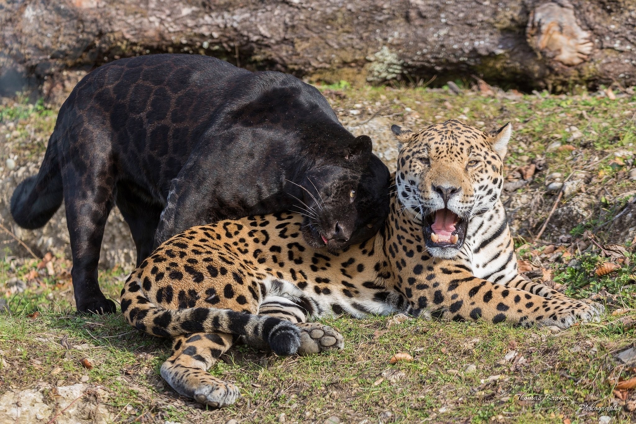 Jaguar And Black Panther - HD Wallpaper 