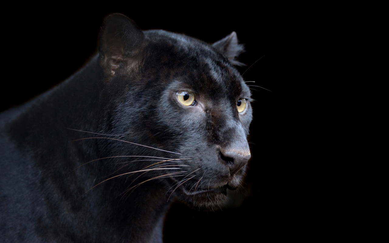 Black Panthers 20 Background Wallpaper - Panteras Negras Hd 4k - HD Wallpaper 