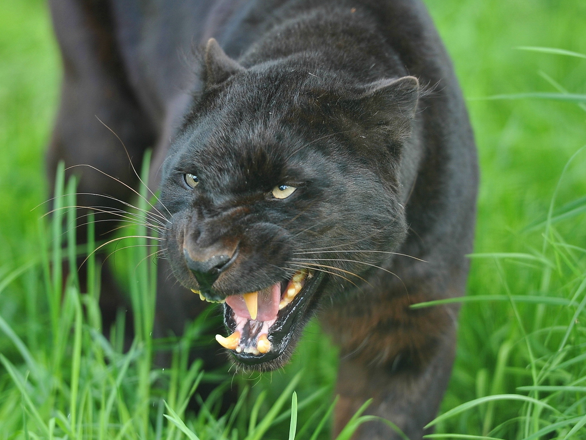 High Resolution Panther Hd Wallpaper Id - High Resolution Panther Hd - HD Wallpaper 