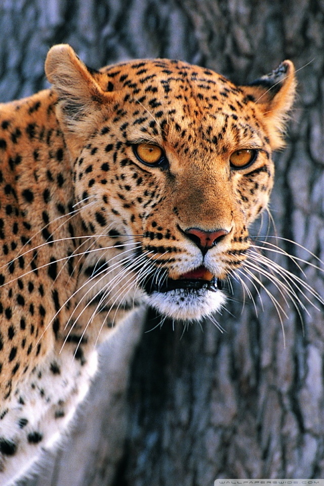 Panther Animal Wallpaper Iphone - HD Wallpaper 