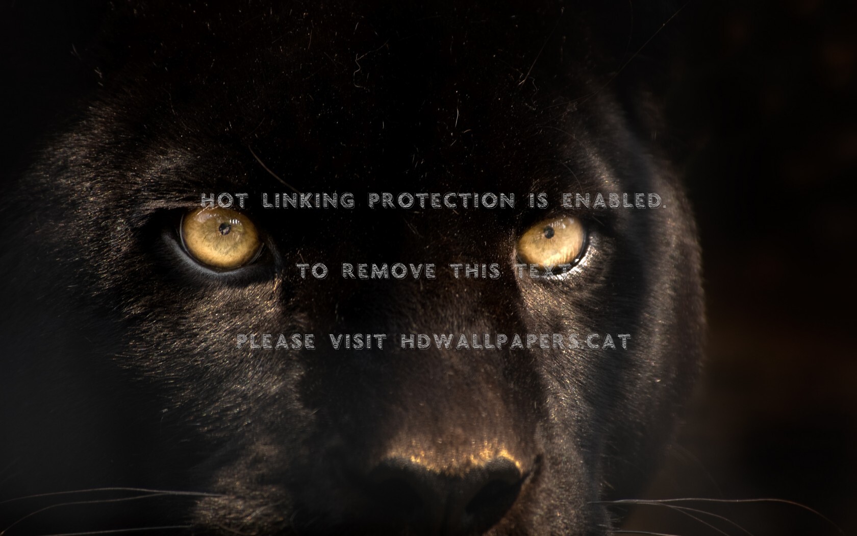 Black Panther Golden Eyes Animal Wild Cats - Crni Panter - HD Wallpaper 