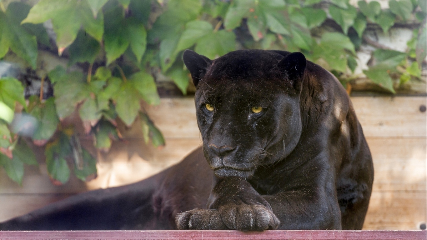 Wallpaper Panther, Wild Cat, Carnivore, Black - Animal Panther Relax - HD Wallpaper 
