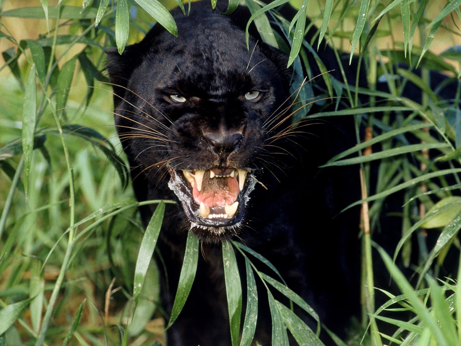 Jungle Animal - HD Wallpaper 