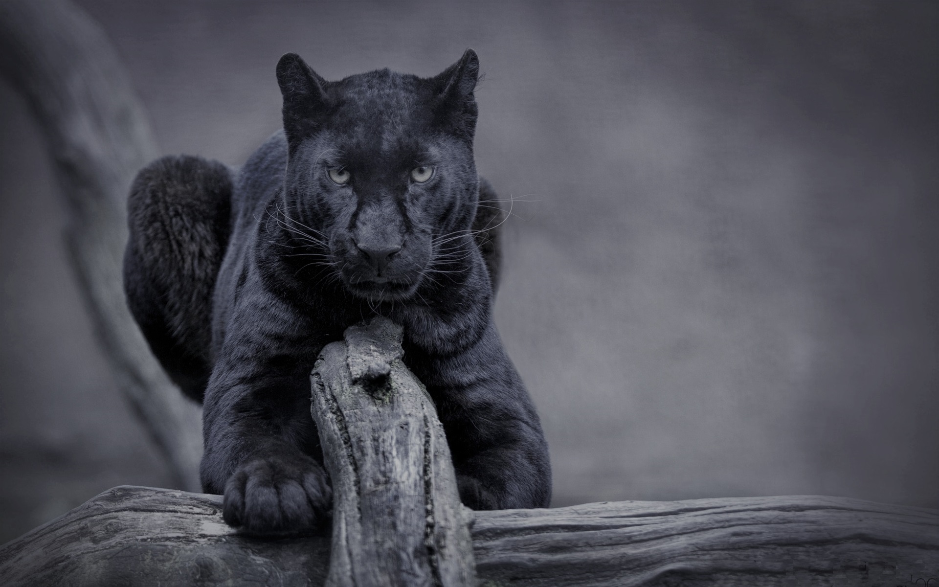 Wallpaper Black Panther, Wildlife, Front View - Black ...