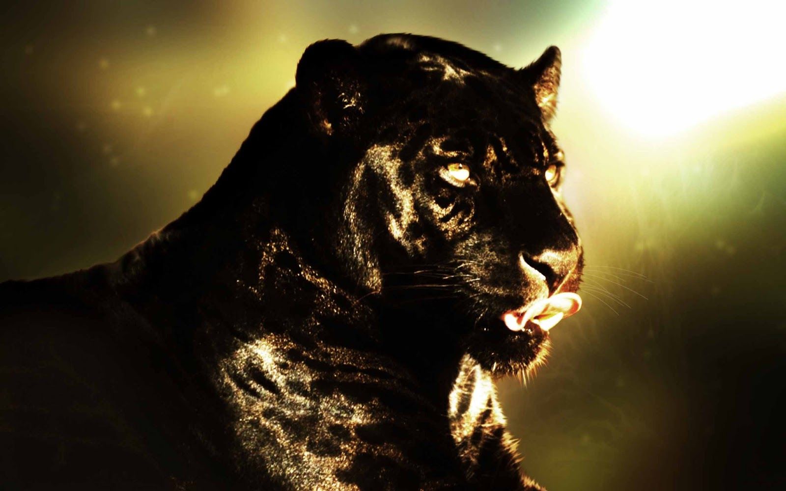Black Jaguar Animal Hd - HD Wallpaper 