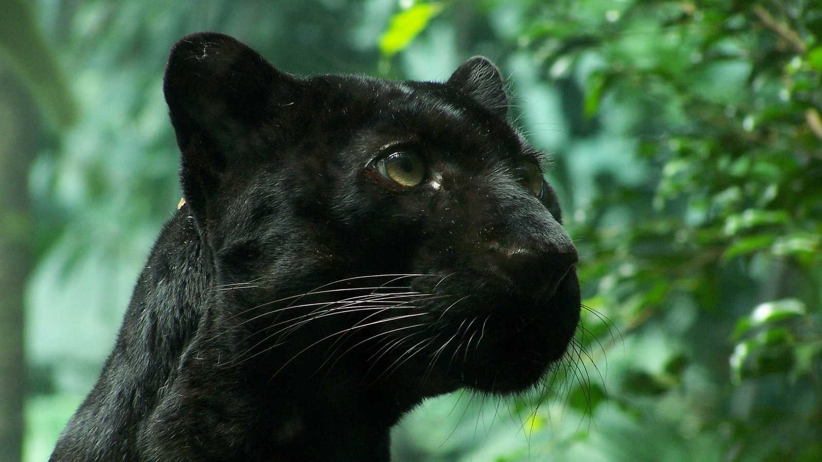 Wallpaper Black Panther, Wildcat, Foliage - Black Panther Animal Hd - HD Wallpaper 
