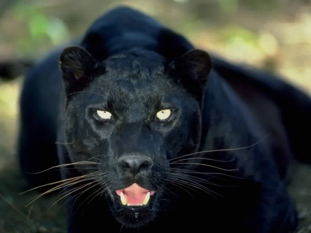 Jaguar Animal De Poder - HD Wallpaper 