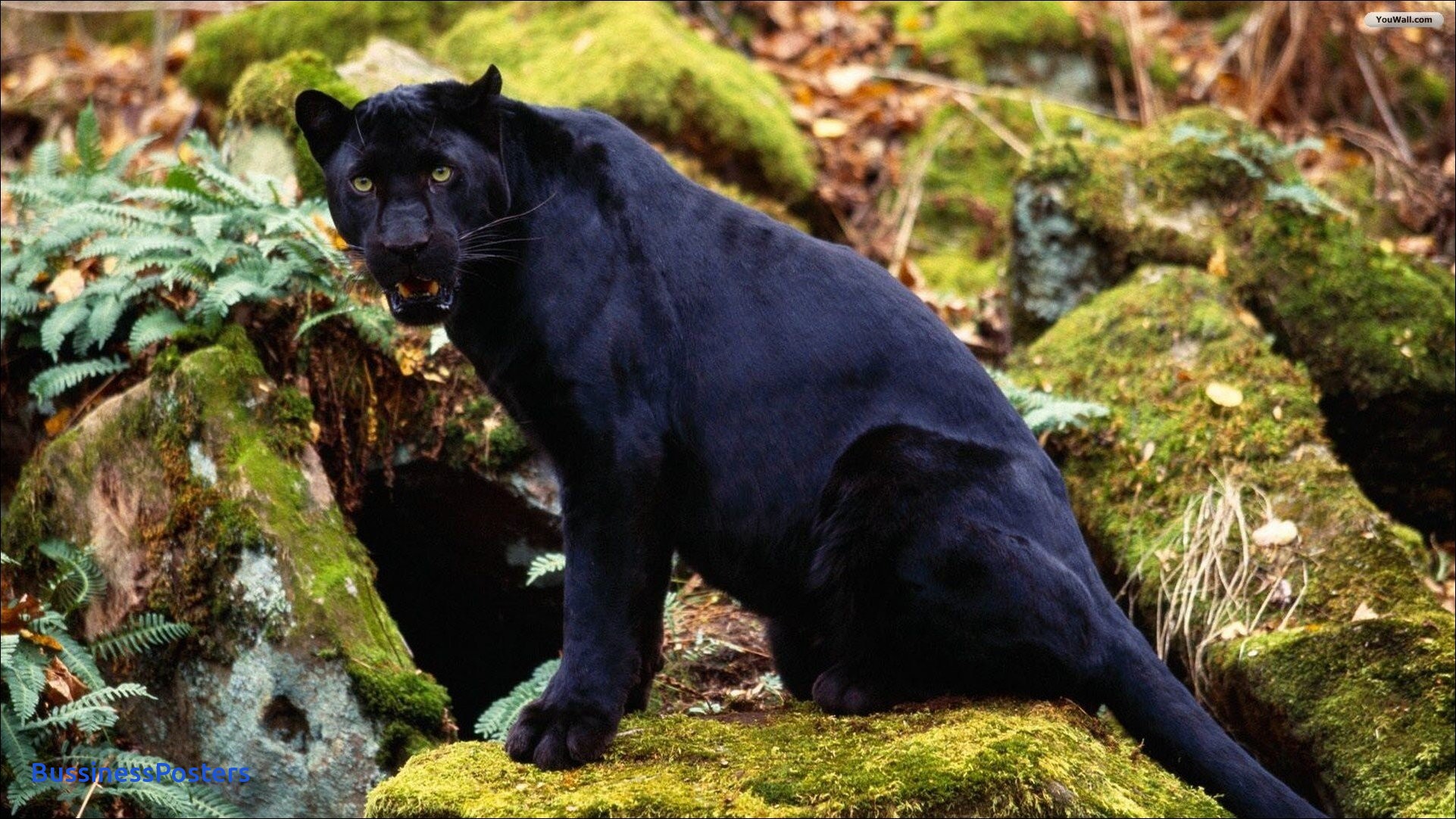 Black Leopard - HD Wallpaper 