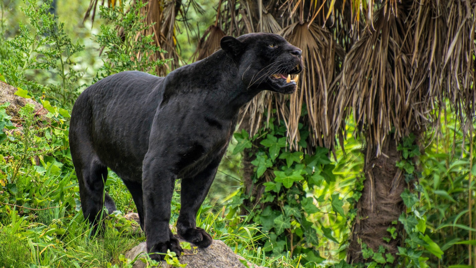 Flickr Black Panther - HD Wallpaper 