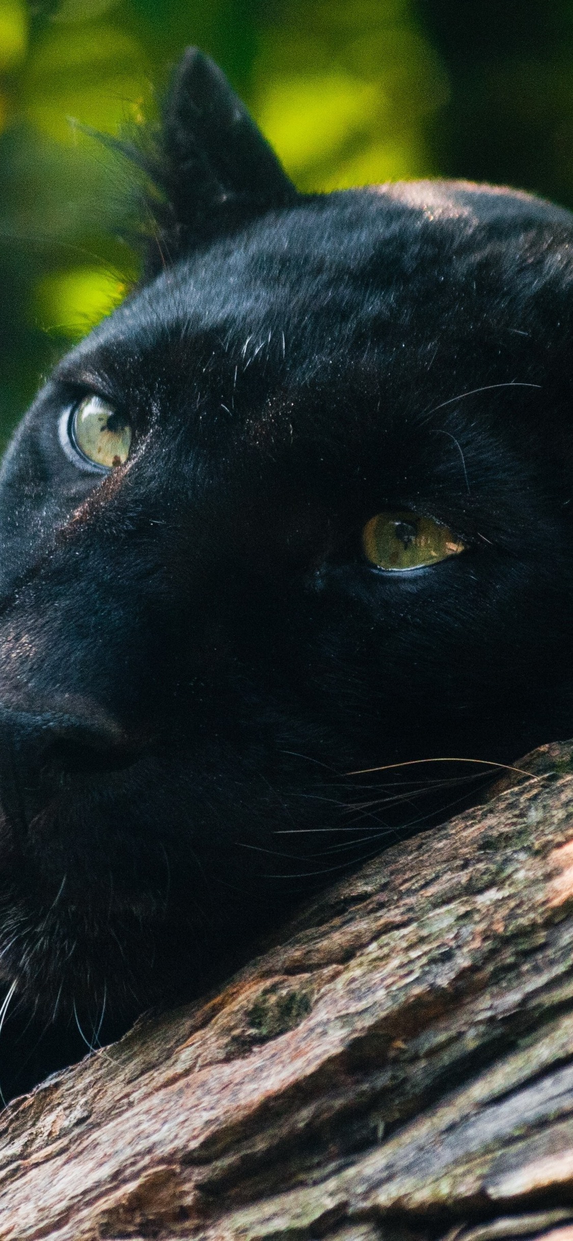 Iphone Wallpaper Panther, Predator, Rest, Yellow Eyes - Animal Black Panther  Wallpapers For Iphone - 1125x2436 Wallpaper 