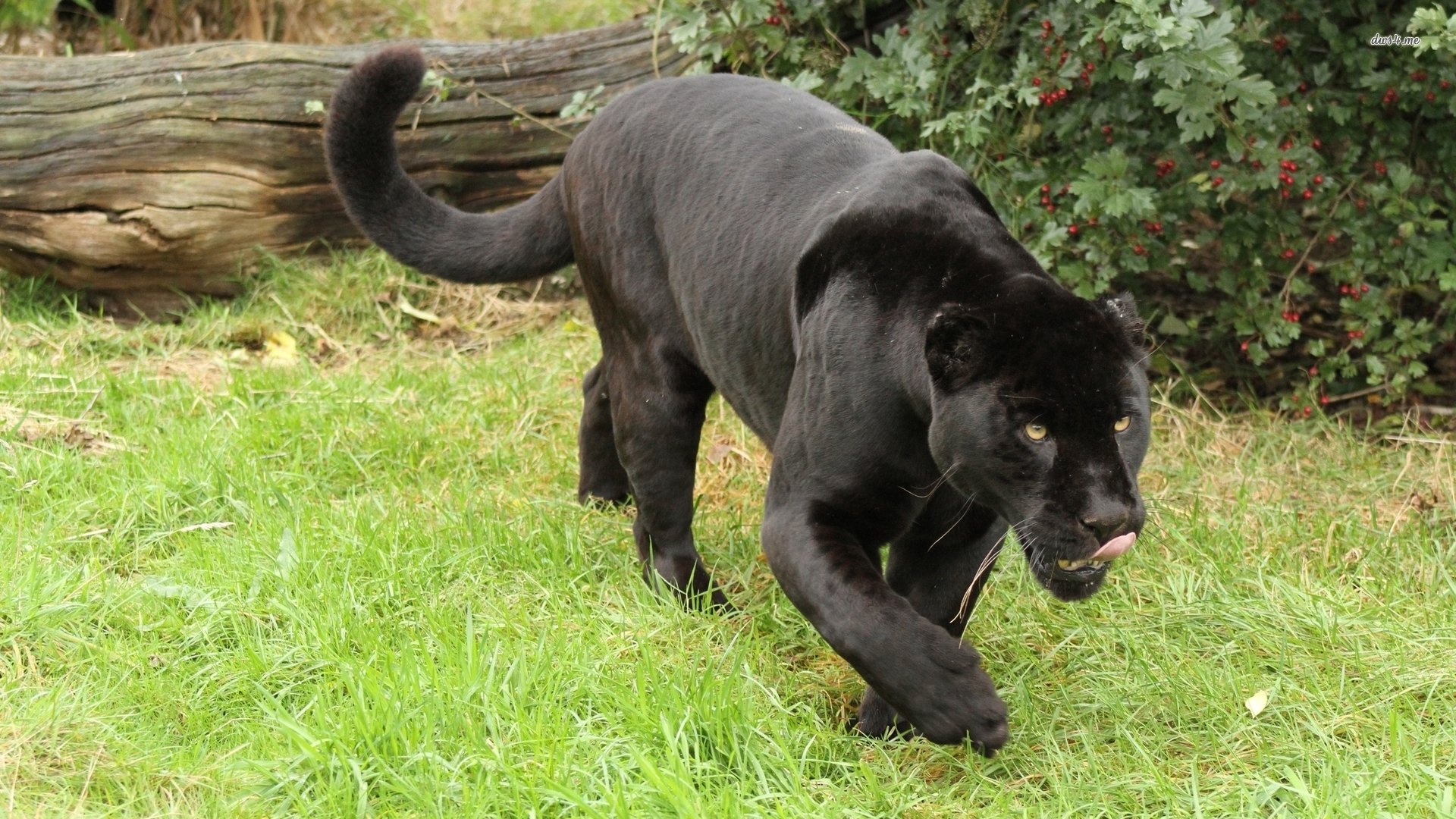 Black Panther Animal Hd Wallpaper - 1920x1080 Wallpaper Black Panther Animal Hd Wallpaper - 1920x1080 Wallpaper
