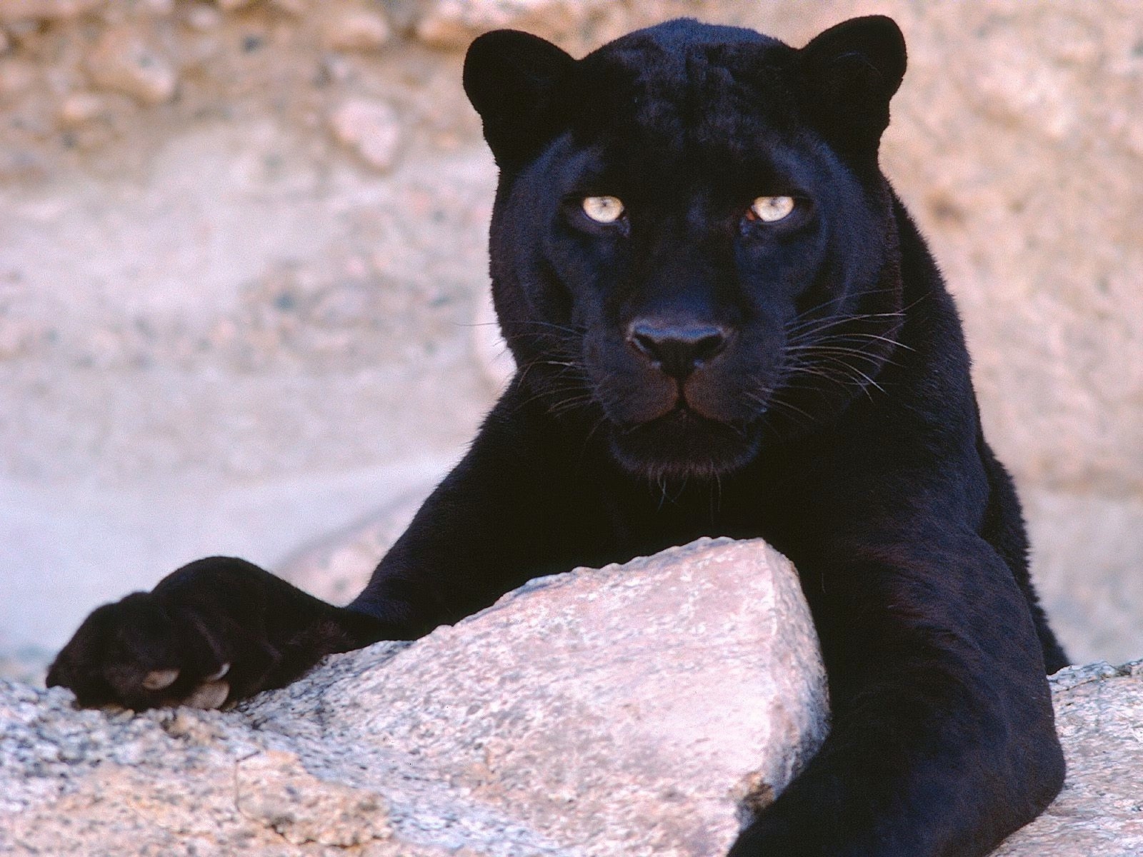 High Resolution Black Panther Animal - HD Wallpaper 