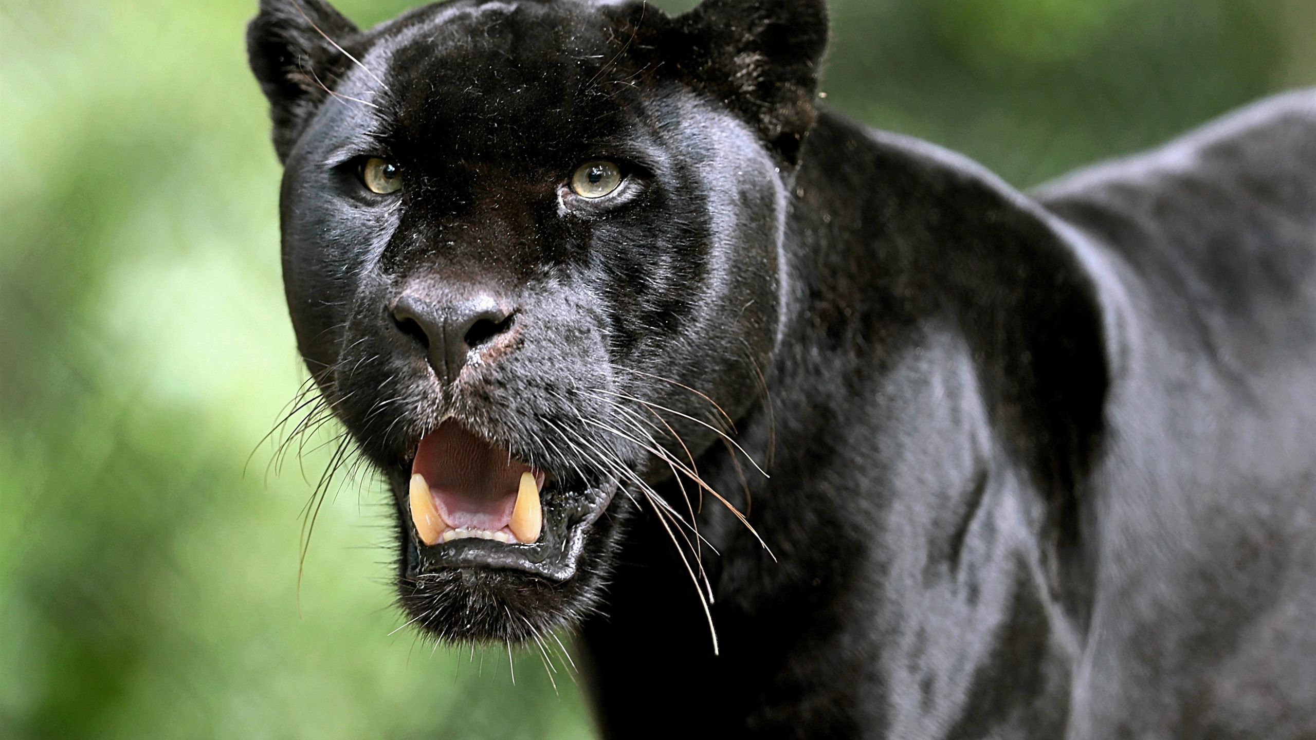 Black Panther Animal Scary - HD Wallpaper 