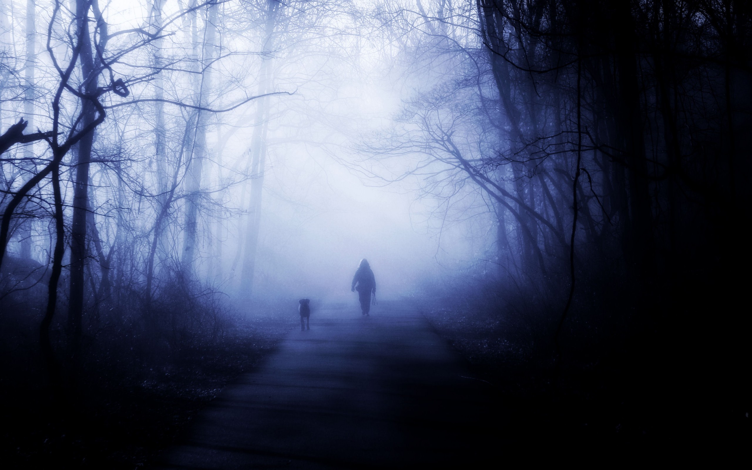 Dark Forest - HD Wallpaper 