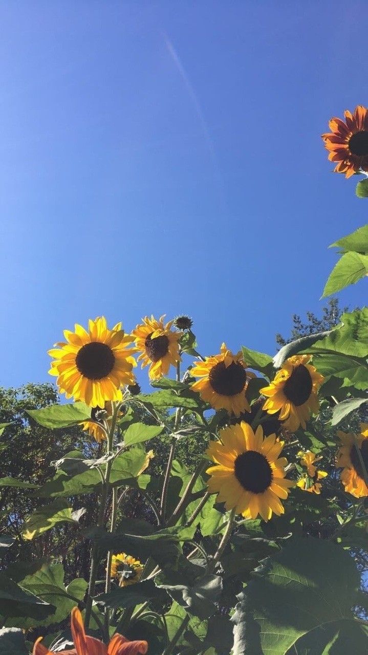 Aesthetic Sunflower Wallpaper Iphone - HD Wallpaper 