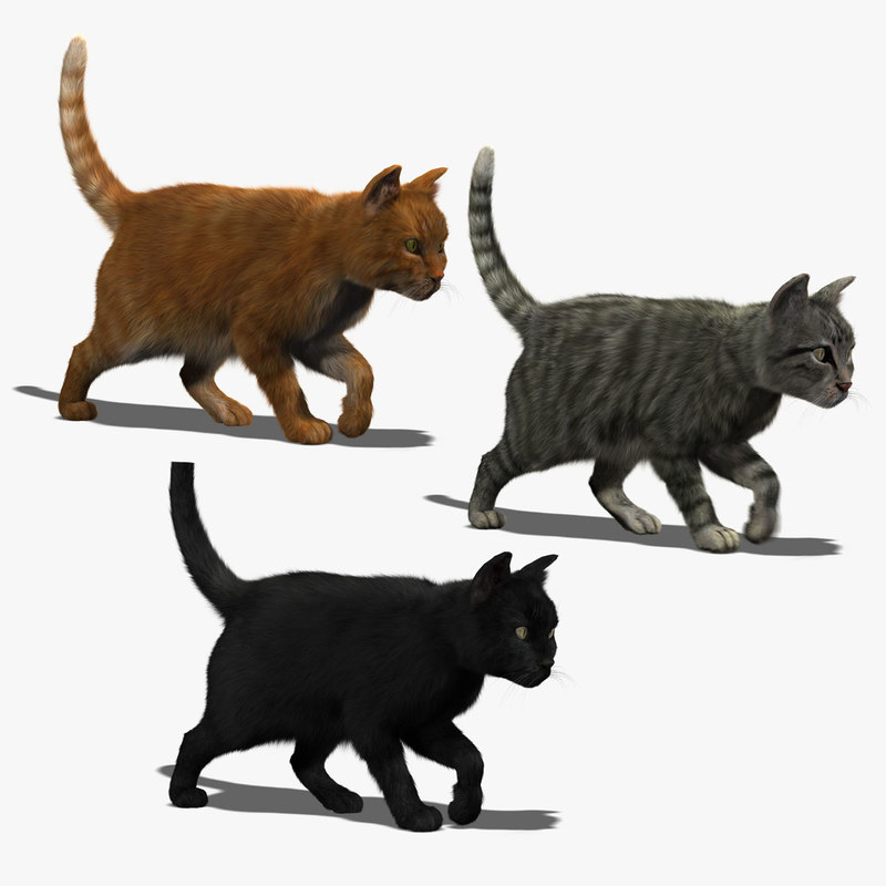 Cat Animated - HD Wallpaper 