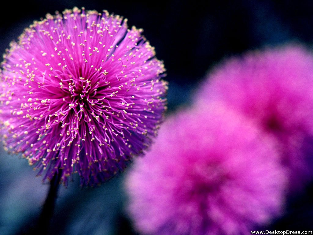 Purple Flower - Background Purple Flower - HD Wallpaper 