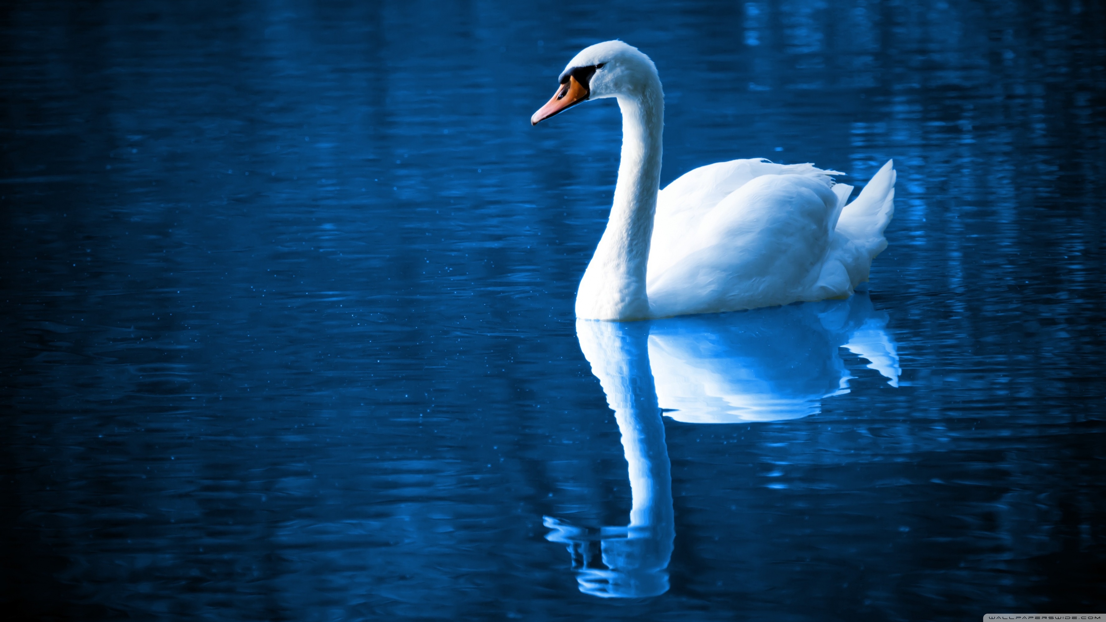 Beautiful Swan Blue Background Wallpaper - Swan Hd - HD Wallpaper 