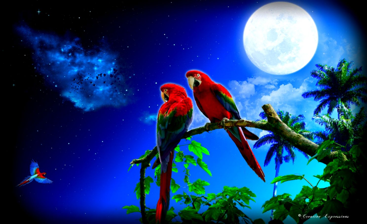 Colorful Parrot Birds Images Photos Wallpapers Download - Good Night Love  Birds - 1488x910 Wallpaper 