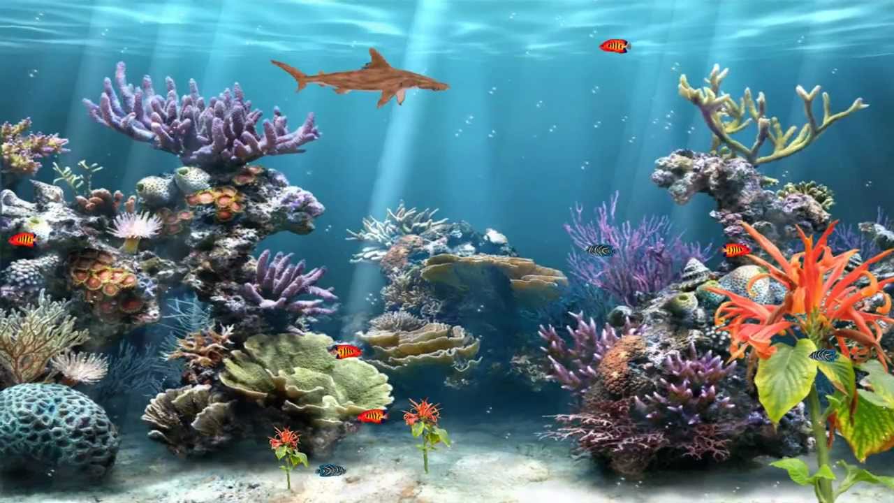 Coral Reef Background Without Fish - HD Wallpaper 