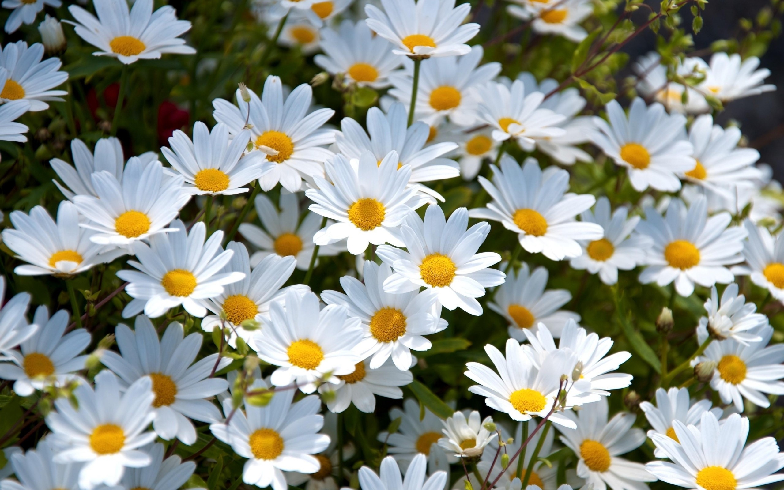 2560x1600, Daisy Flower Wallpaper Free Download - Daisy Background - HD Wallpaper 