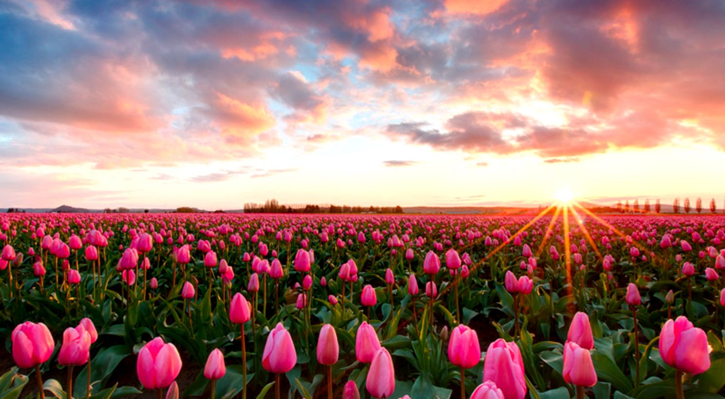 Pink Tulips Wallpaper And Background Image Id424884 - Tulip Background - HD Wallpaper 
