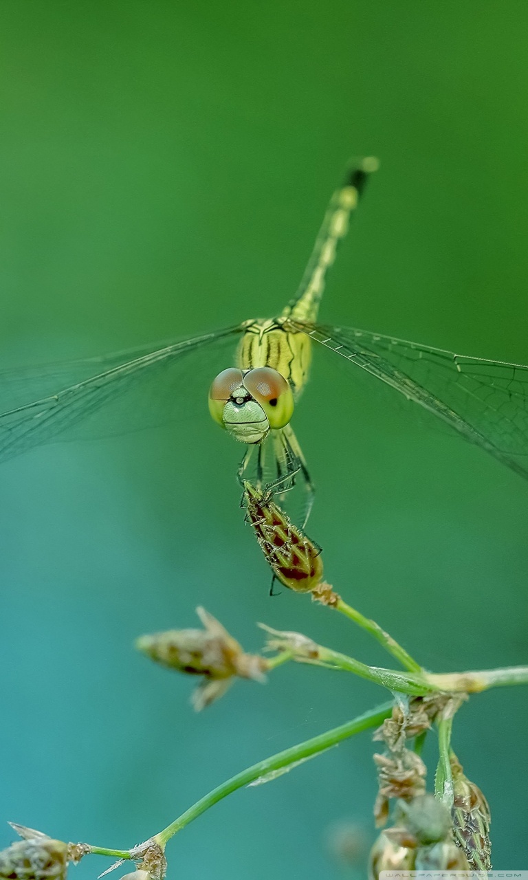 Dragonfly Iphone Wallpaper Hd - HD Wallpaper 