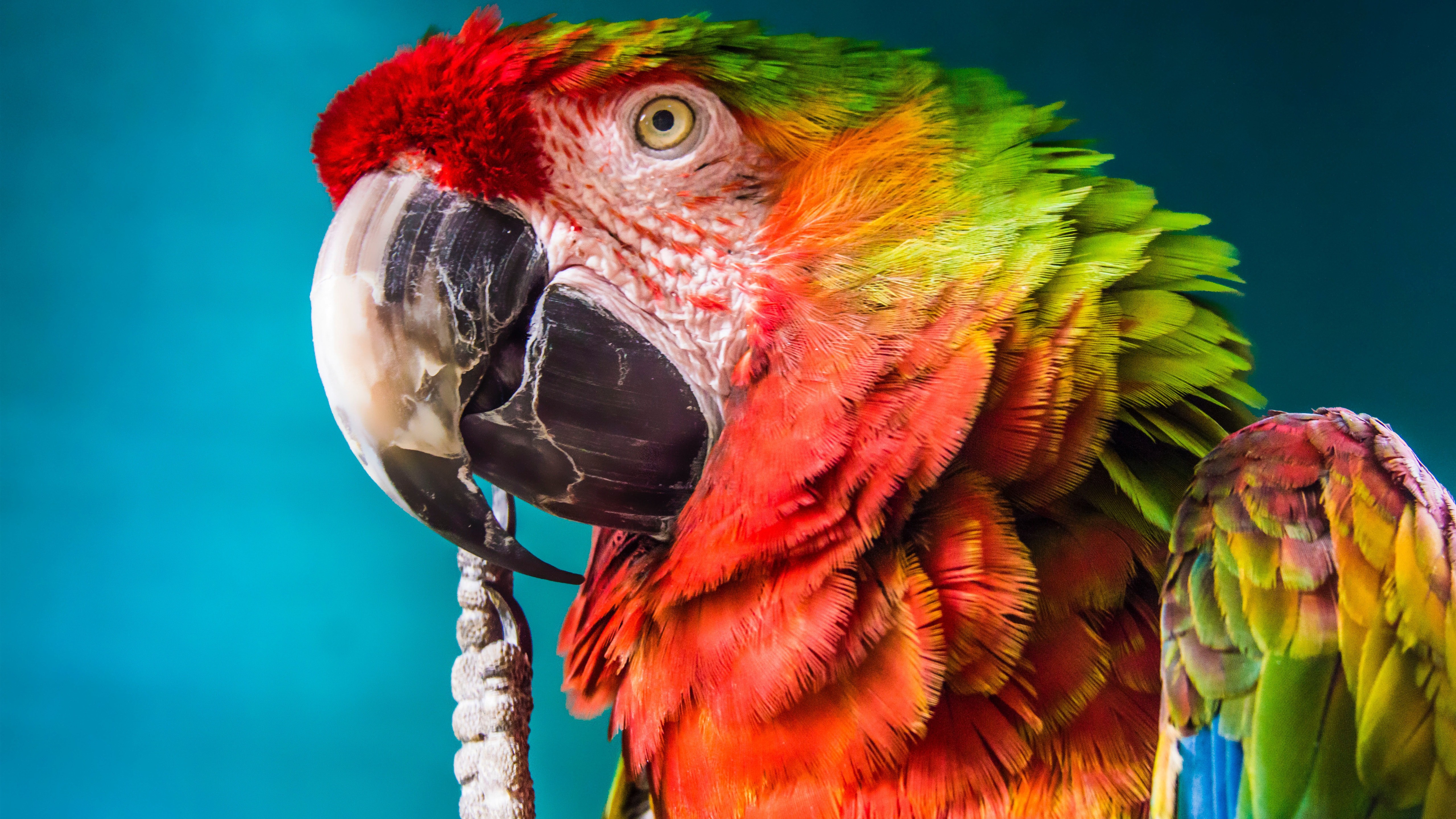 Parrot With Big Beak 5k Wallpaper - Big Parrot - HD Wallpaper 