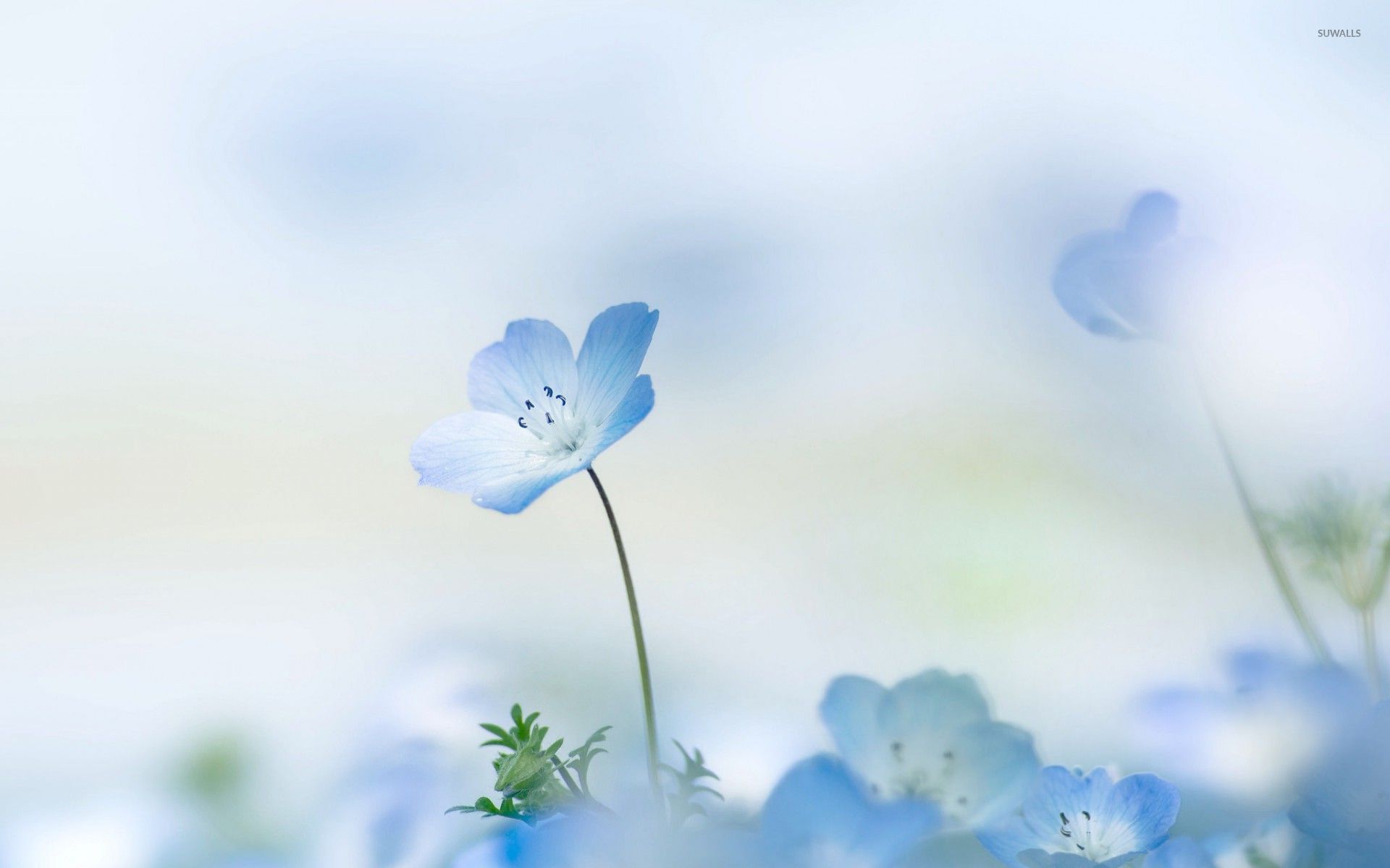 Pretty Blue Flower Backgrounds - 1920x1200 Wallpaper Pretty Blue Flower Backgrounds - 1920x1200 Wallpaper