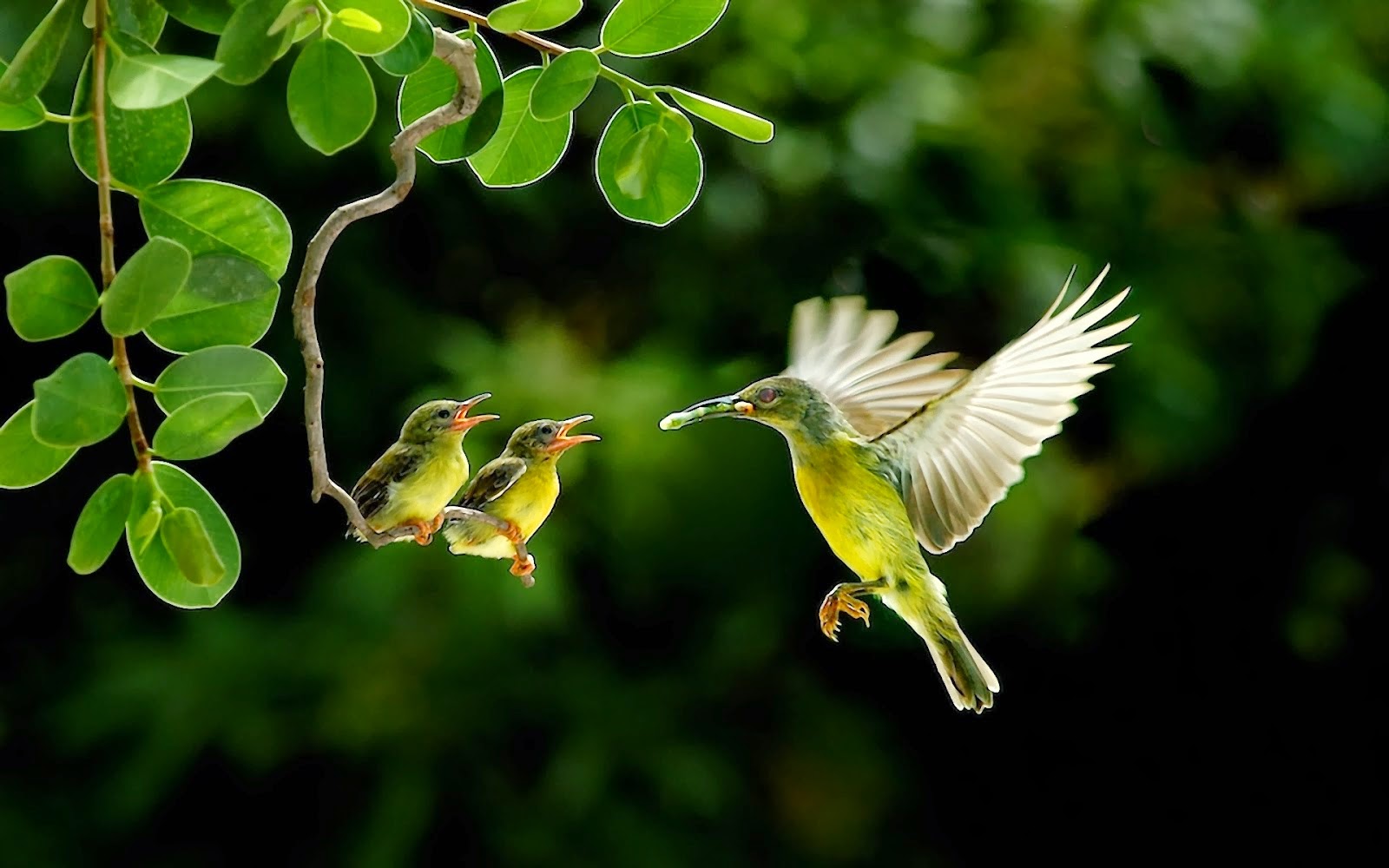 Hummingbirds - Hd Images Of Hummingbird - HD Wallpaper 