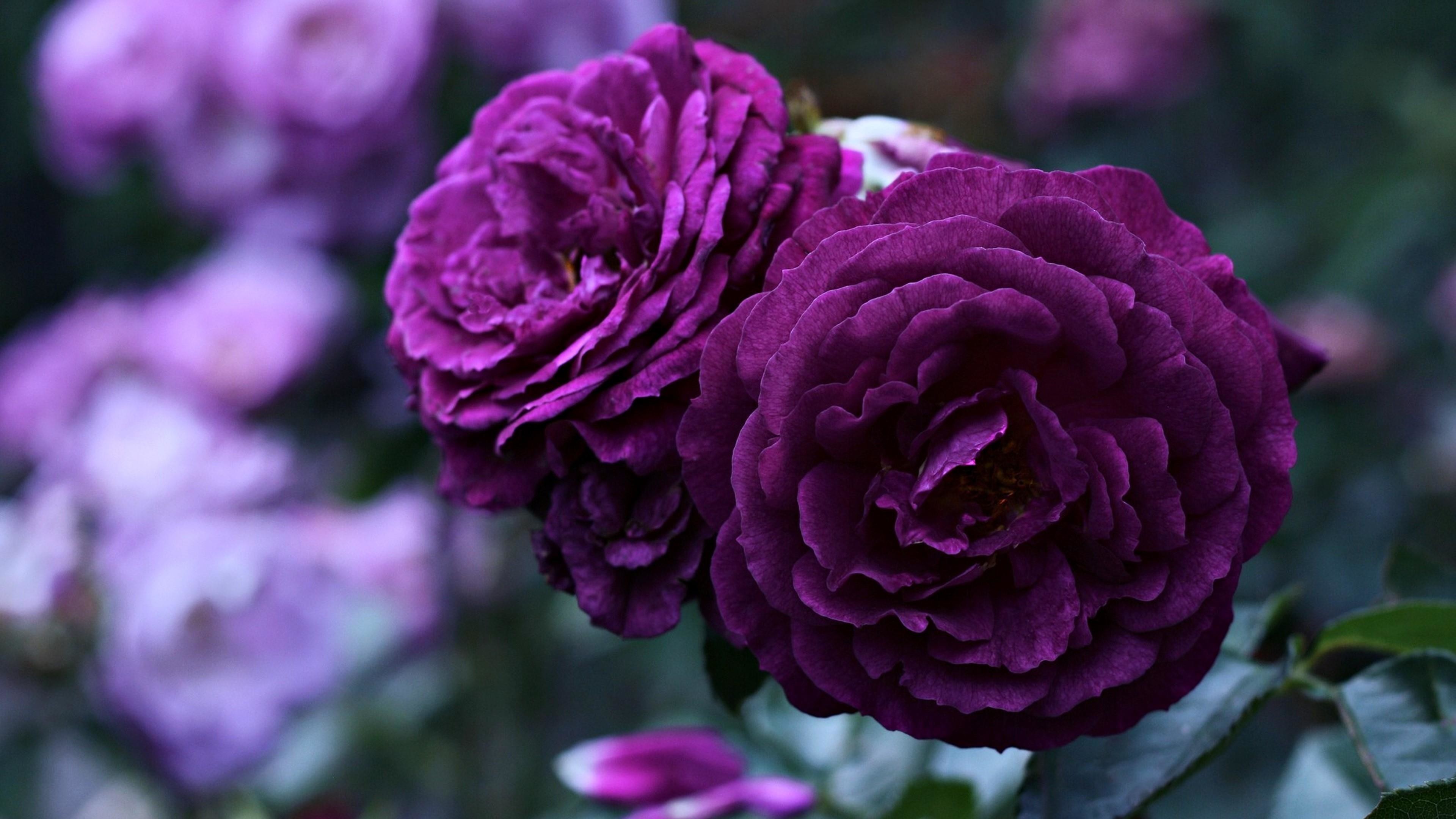 3840x2160, Amazing Purple Roses Wallpaper - Purple Roses Wallpaper Hd - HD Wallpaper 