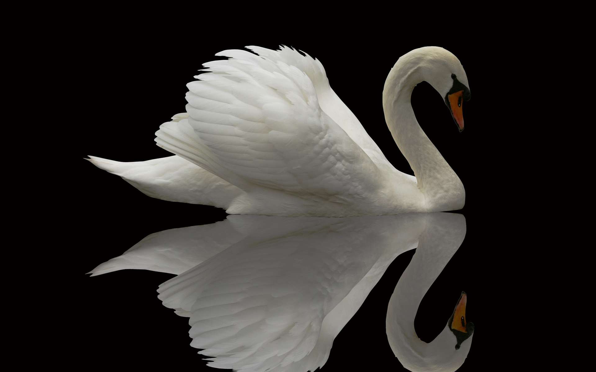 Mute Swan Computer Wallpapers, Desktop Backgrounds - White Swan Painting - HD Wallpaper 