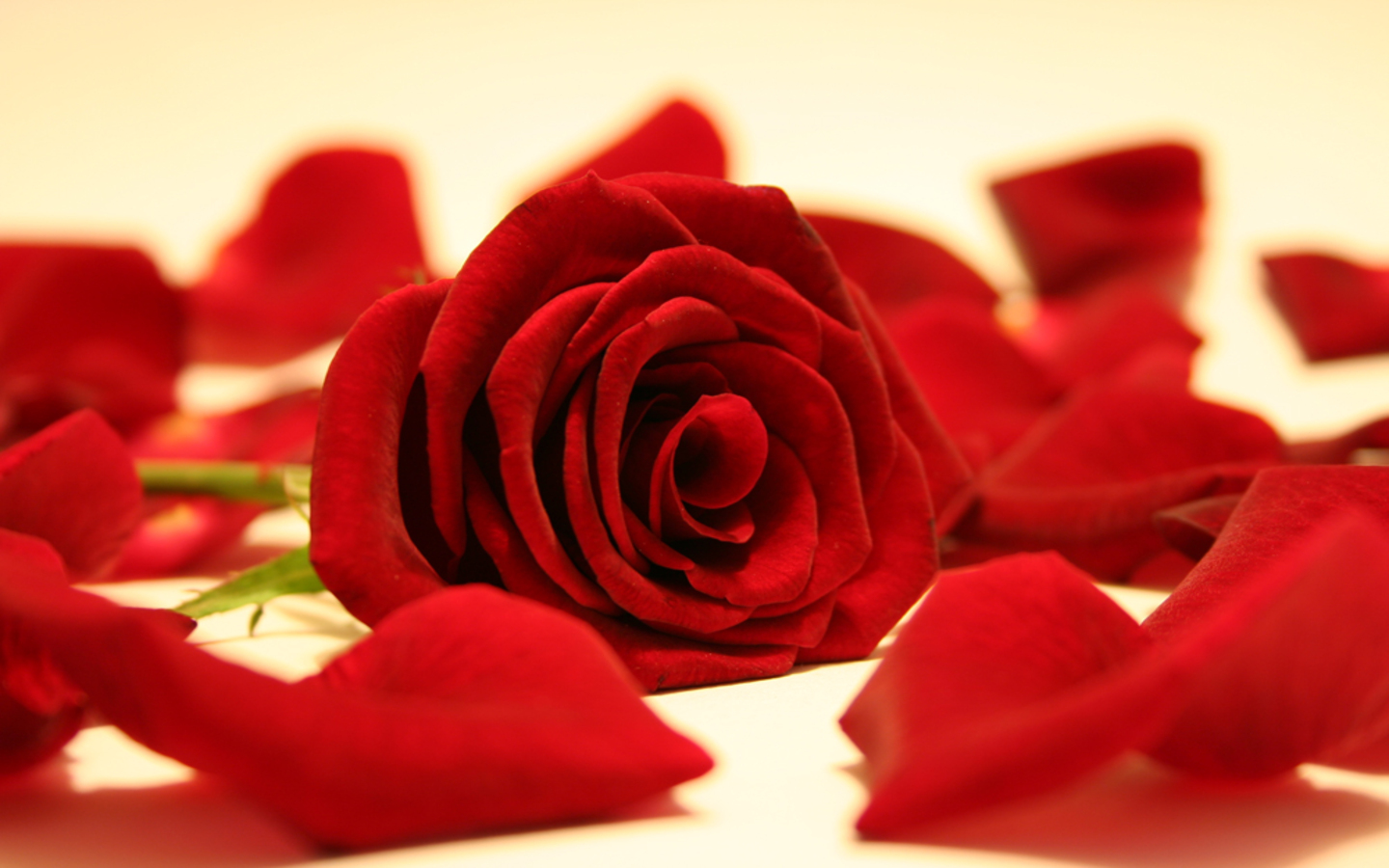 Red Rose - Rose Red - HD Wallpaper 