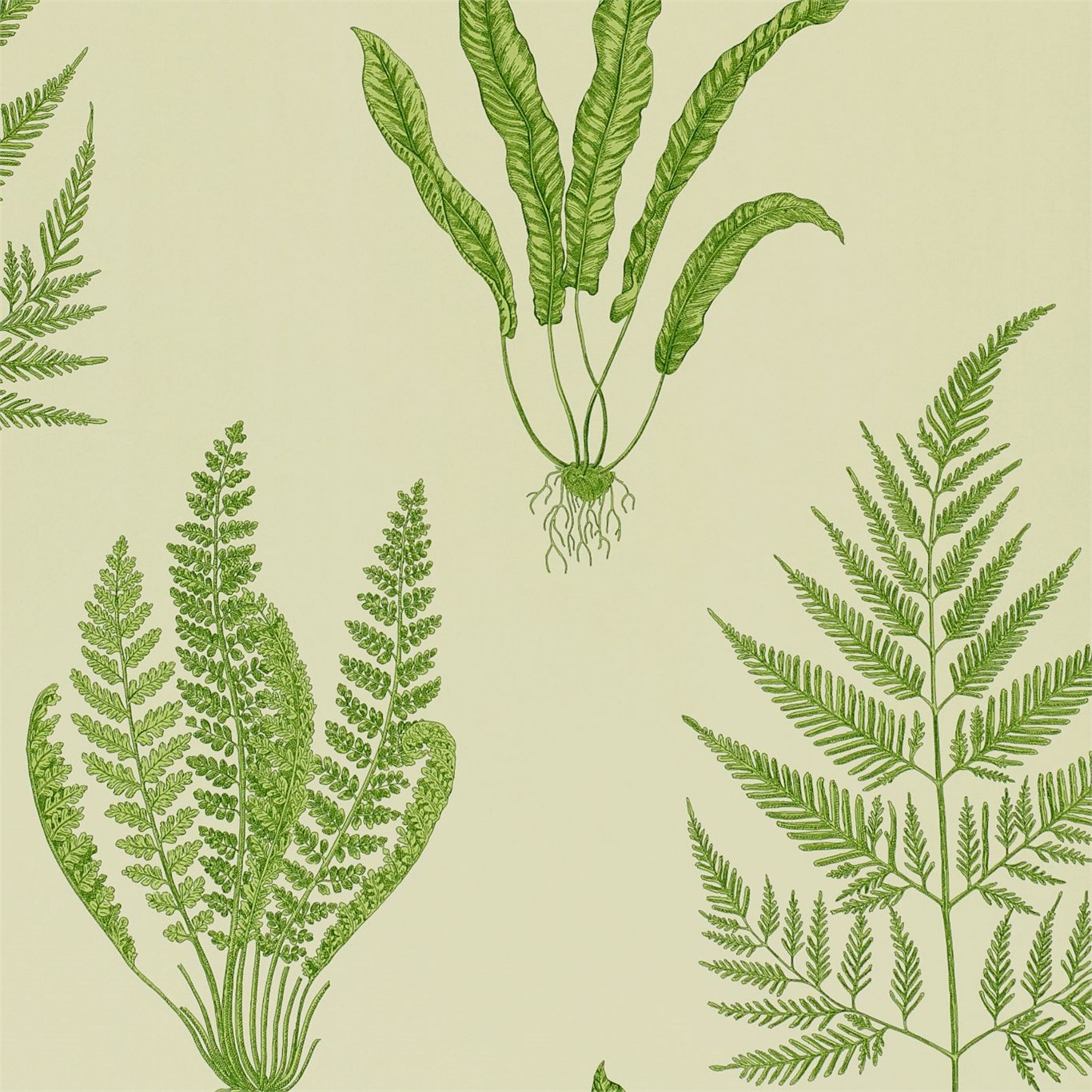 Woodland Ferns, A Wallpaper By Sanderson, Part Of The - Sanderson Woodland Ferns - HD Wallpaper 