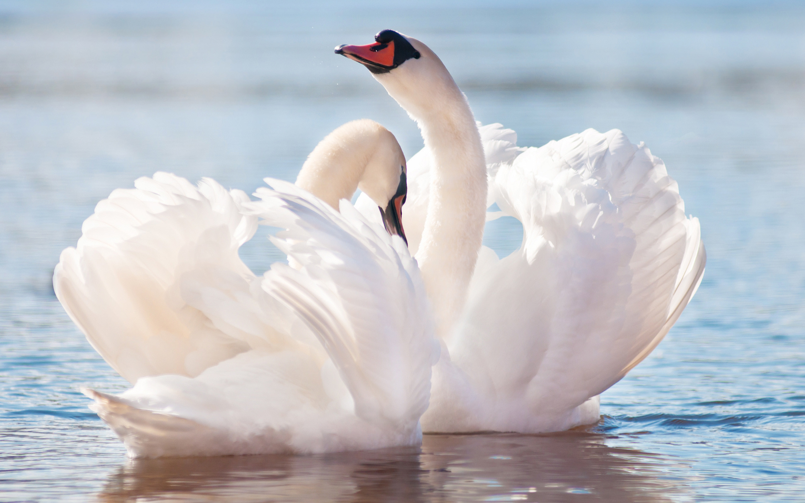 2560x1600, Swan Wallpaper 
 Data Id 381988 
 Data Src - Love Bird Hd Images Download - HD Wallpaper 