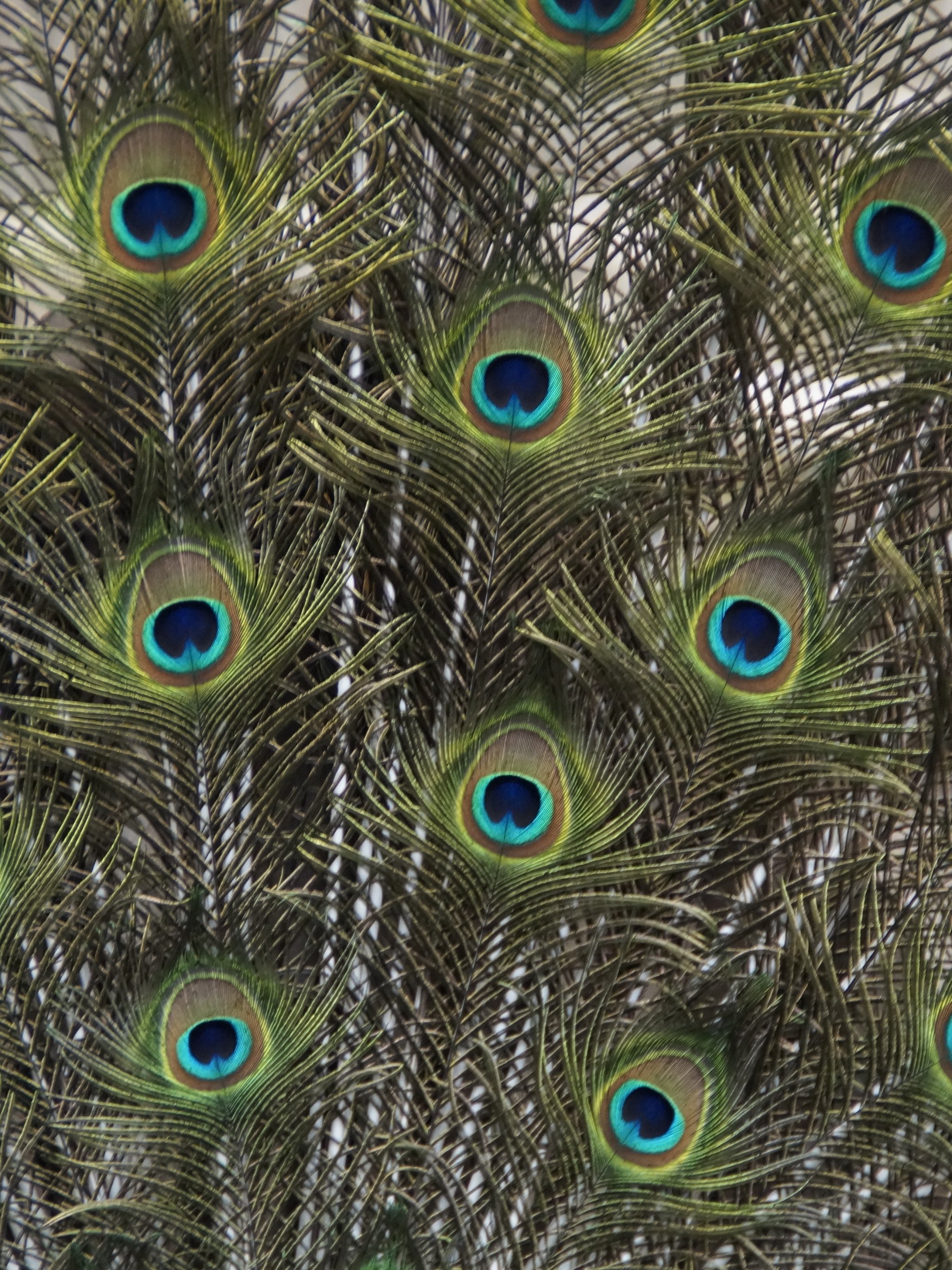 Phone Wallpaper Peacock Feather - 2048x2732 Wallpaper Phone Wallpaper Peacock Feather - 2048x2732 Wallpaper