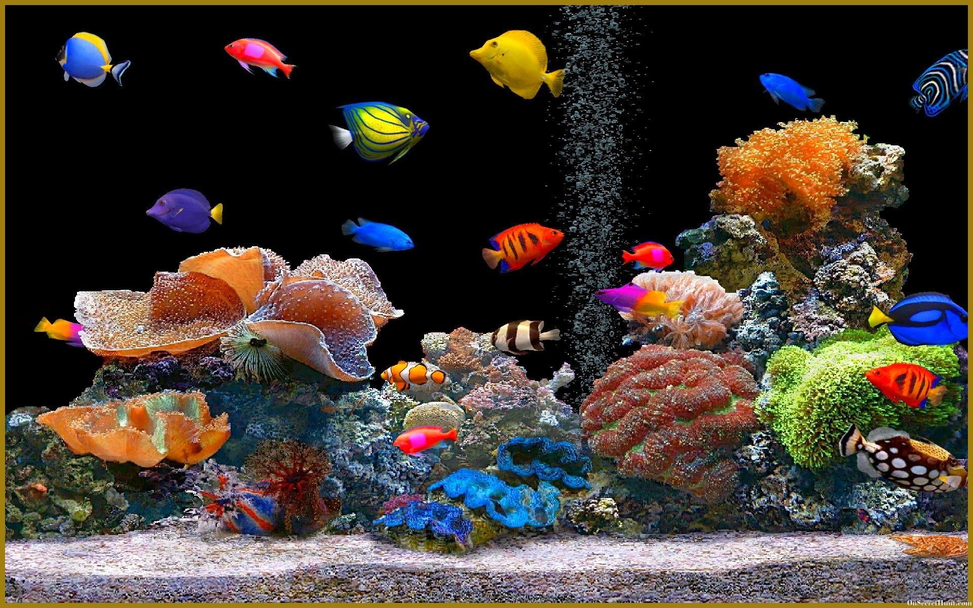 1920x1200, Full Size Of Fish Tank Wallpaper Aquarium - High Resolution Aquarium Backgrounds - HD Wallpaper 