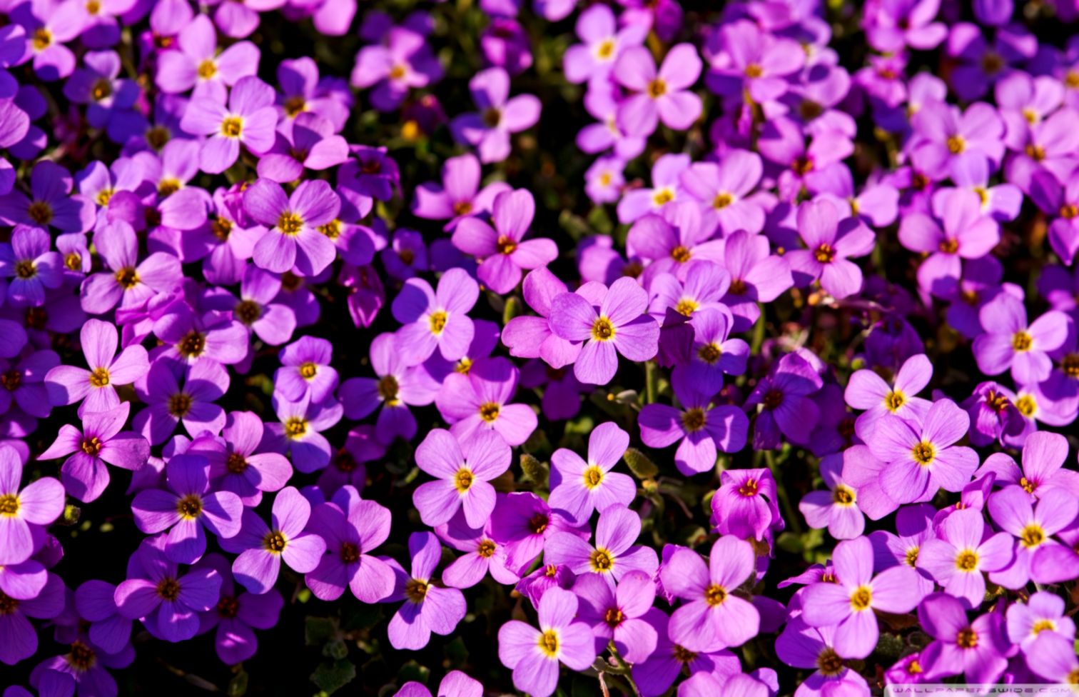 A Lot Of Purple Flowers ❤ 4k Hd Desktop Wallpaper For - Purple Flowers Wallpapers For Desktop - HD Wallpaper 