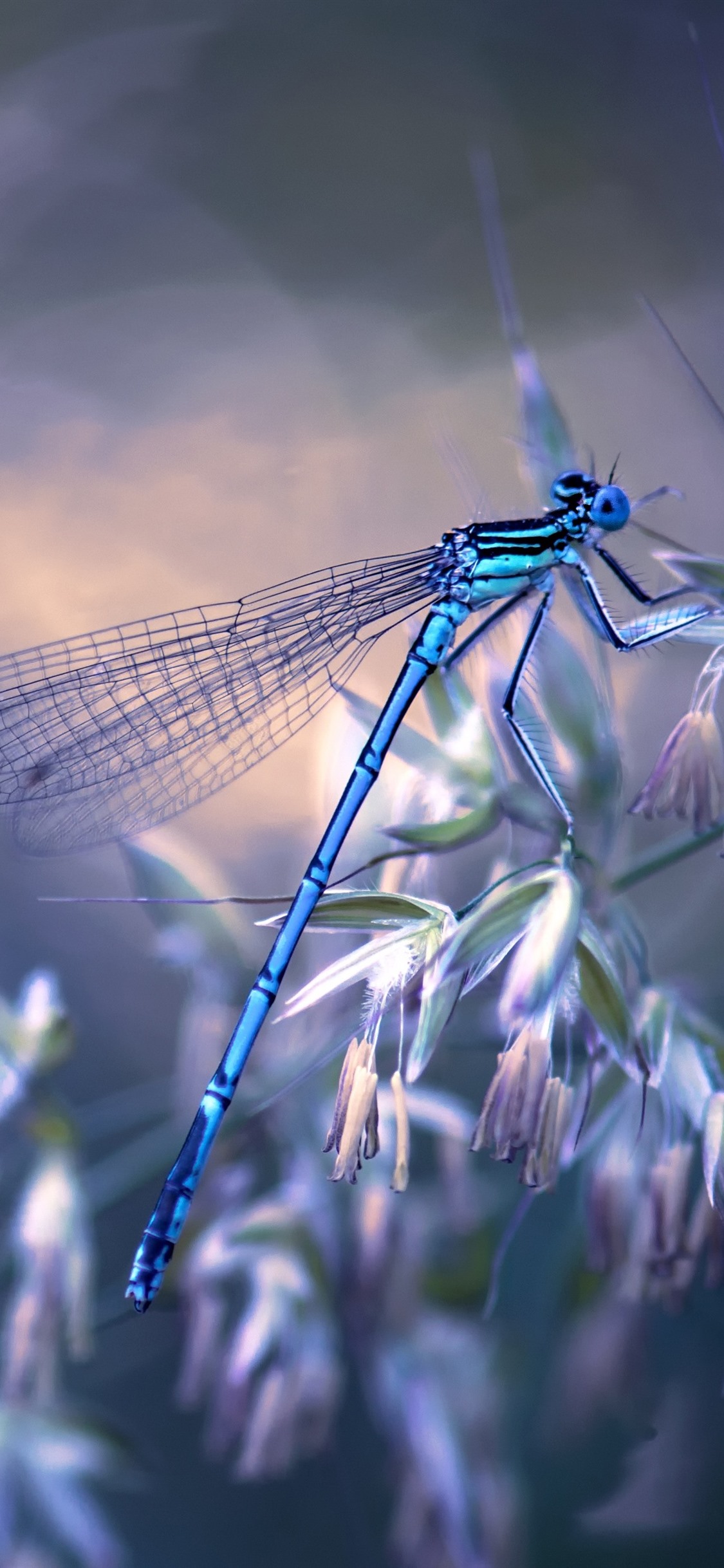 Iphone Wallpaper Dragonfly, Grass, Hazy - Dragonfly Wallpaper Iphone - HD Wallpaper 