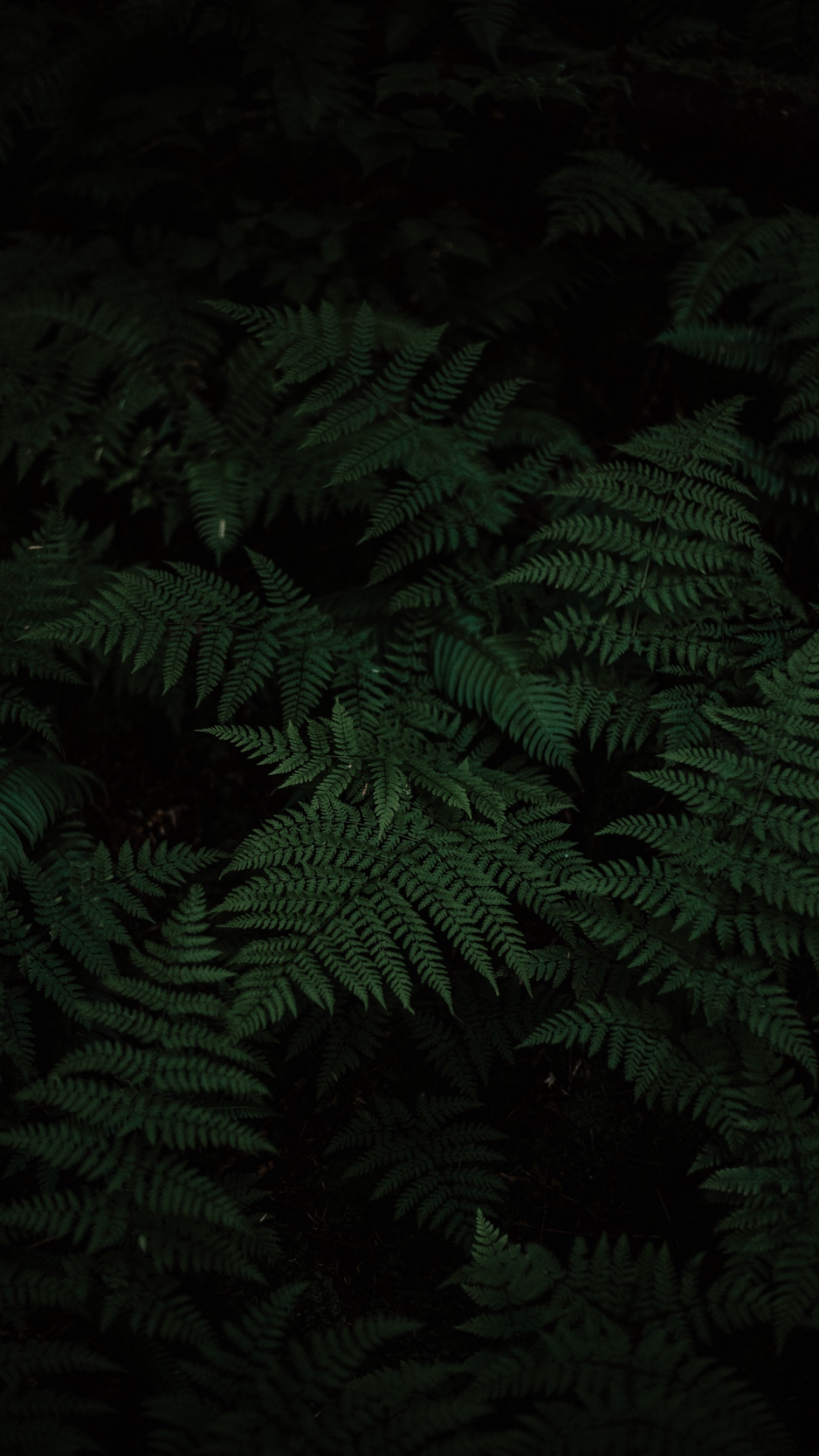 Wallpaper Fern, Leaves, Carved, Plant, Green - 蕨 类 唯美 - HD Wallpaper 
