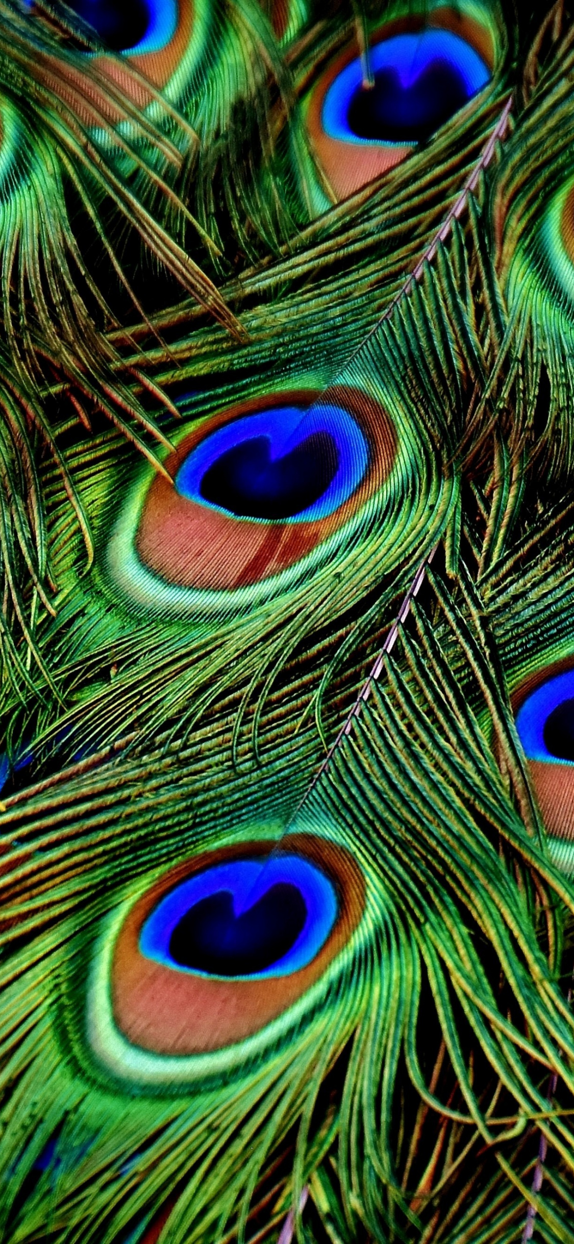 Peacock, Feathers, Colorful, Plumage, Wallpaper - Full Hd Peacock Feather Wallpaper For Mobile - HD Wallpaper 