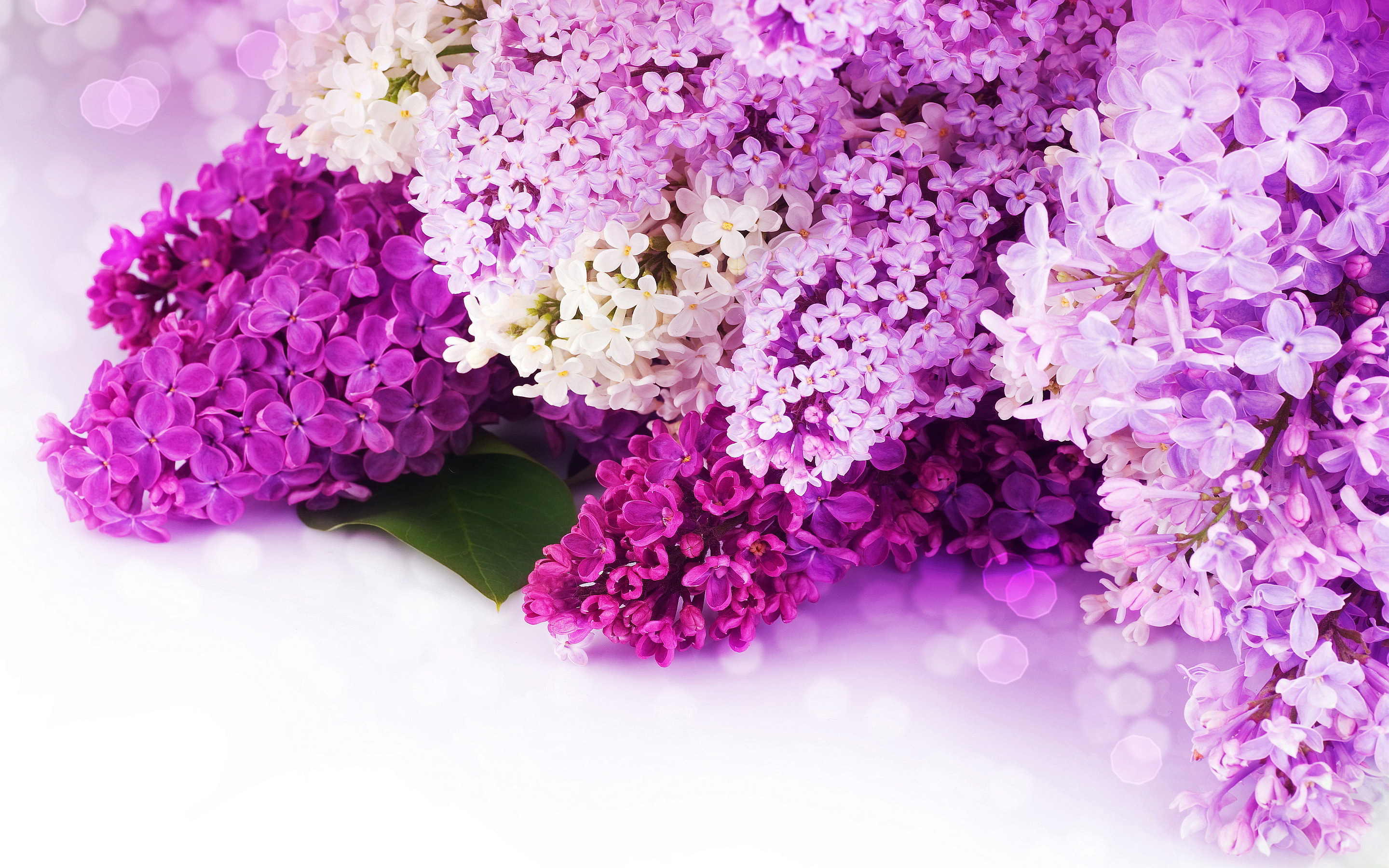 Purple Flower Background Wallpaper - Pink And Purple Flower Backgrounds -  2880x1800 Wallpaper 