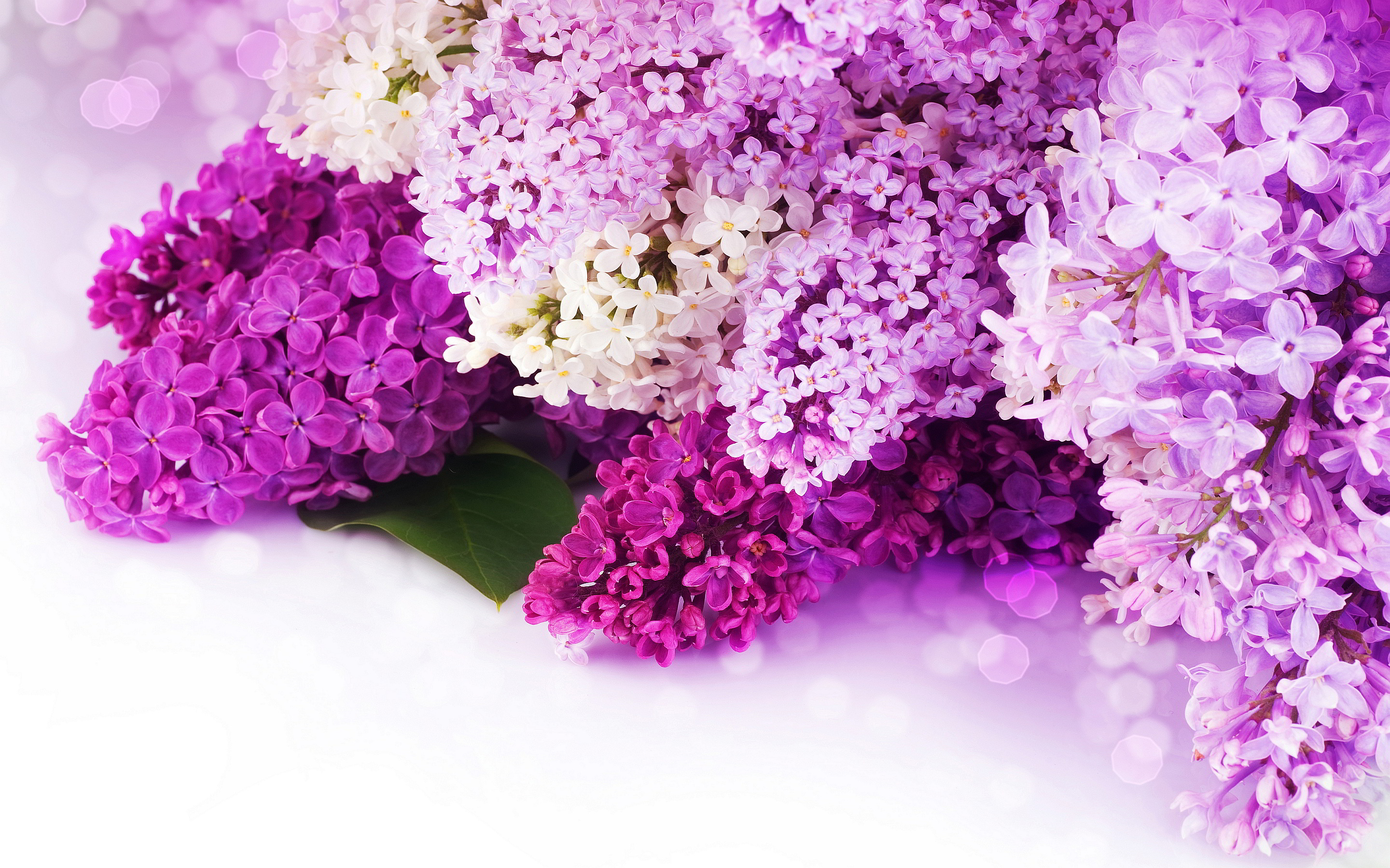 Purple Flower Background Wallpaper - Pink And Purple Flower Backgrounds - HD Wallpaper 